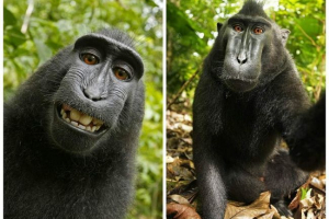 Зоопарк клієнти вимагають заплатити наруто павільйону за самотужки Зоопарк клієнти вимагають заплатити наруто павільйону за самотужки